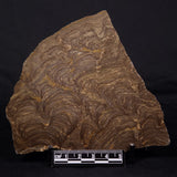KULPARIA ALICIA STROMATOLITE, Proterozoic, Australia ZKA015