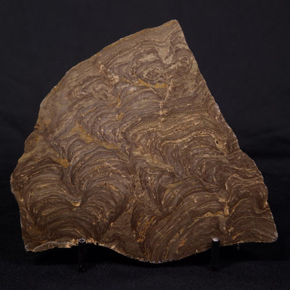 KULPARIA ALICIA STROMATOLITE, Proterozoic, Australia ZKA015