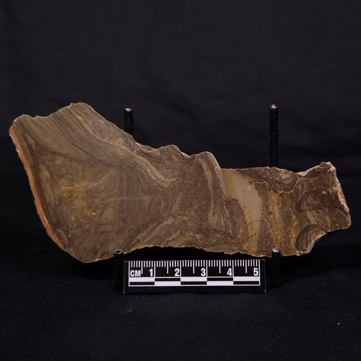 KULPARIA ALICIA STROMATOLITE, Proterozoic, Australia ZKA016