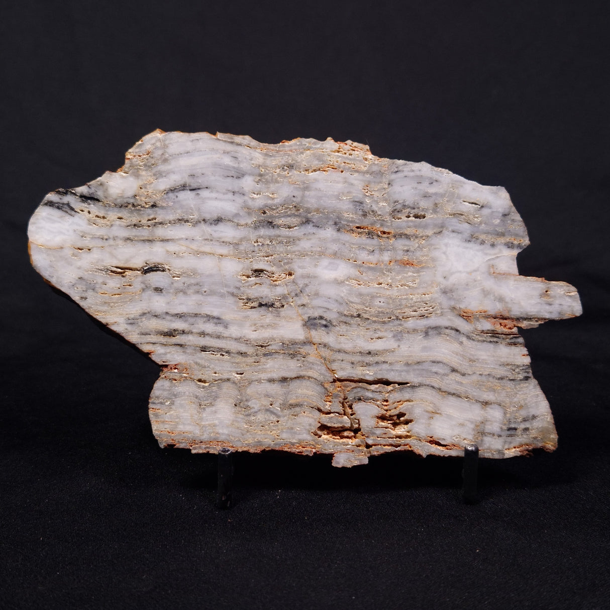 MOUNT MCGRATH STROMATOLITE, Lower Proterozoic, Australia ZMG034