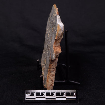 MOUNT MCGRATH STROMATOLITE, Lower Proterozoic, Australia ZMG034