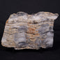 MOUNT MCGRATH STROMATOLITE, Lower Proterozoic, Australia ZMG035
