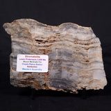 MOUNT MCGRATH STROMATOLITE, Lower Proterozoic, Australia ZMG035