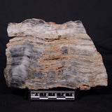MOUNT MCGRATH STROMATOLITE, Lower Proterozoic, Australia ZMG037