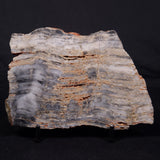 MOUNT MCGRATH STROMATOLITE, Lower Proterozoic, Australia ZMG037