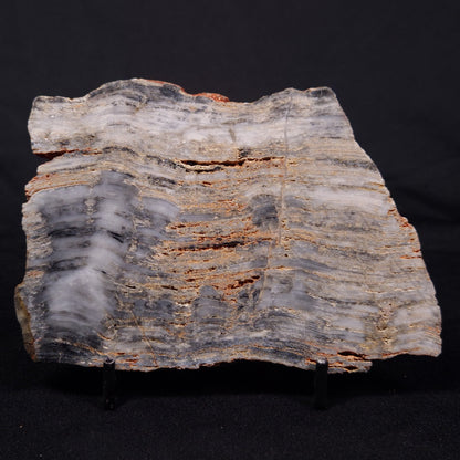 MOUNT MCGRATH STROMATOLITE, Lower Proterozoic, Australia ZMG037