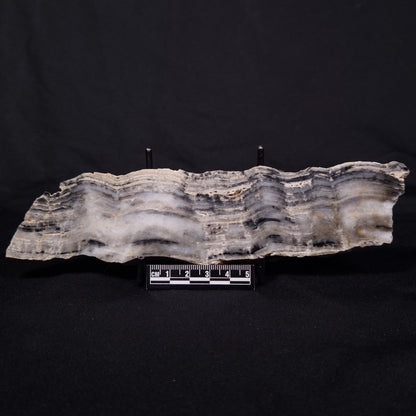 MOUNT MCGRATH STROMATOLITE, Lower Proterozoic, Australia ZMG039