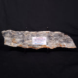 MOUNT MCGRATH STROMATOLITE, Lower Proterozoic, Australia ZMG039