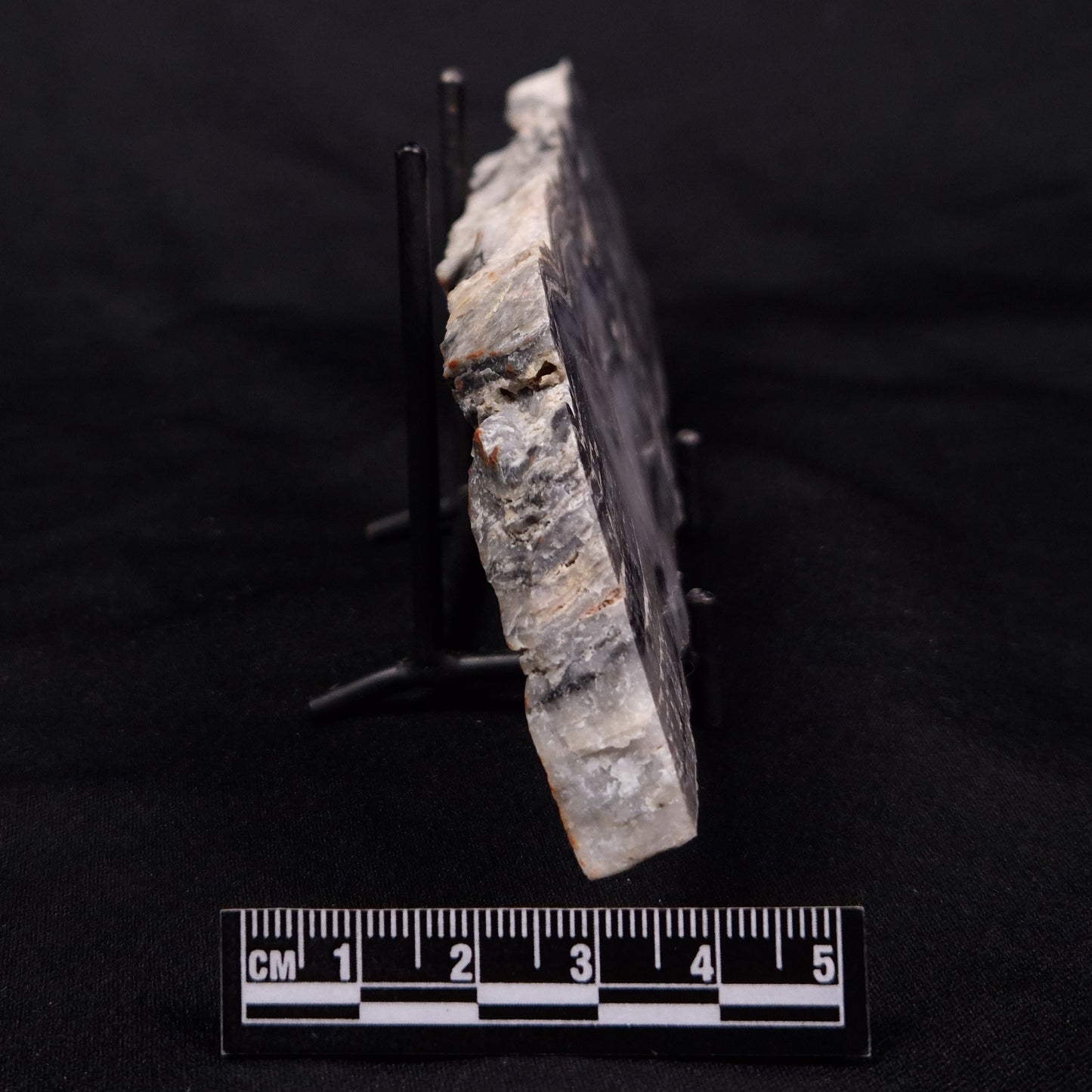 MOUNT MCGRATH STROMATOLITE, Lower Proterozoic, Australia ZMG039