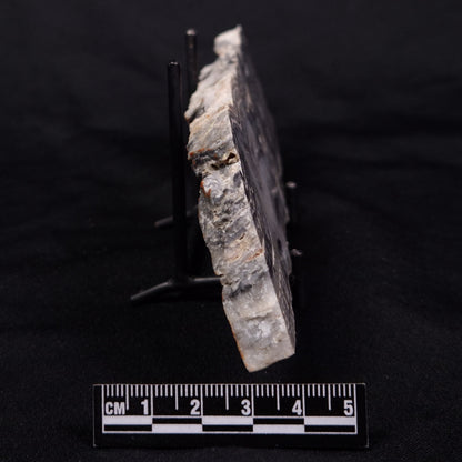 MOUNT MCGRATH STROMATOLITE, Lower Proterozoic, Australia ZMG039