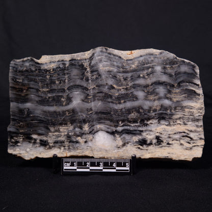 MOUNT MCGRATH STROMATOLITE, Lower Proterozoic, Australia ZMG040