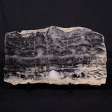 MOUNT MCGRATH STROMATOLITE, Lower Proterozoic, Australia ZMG040