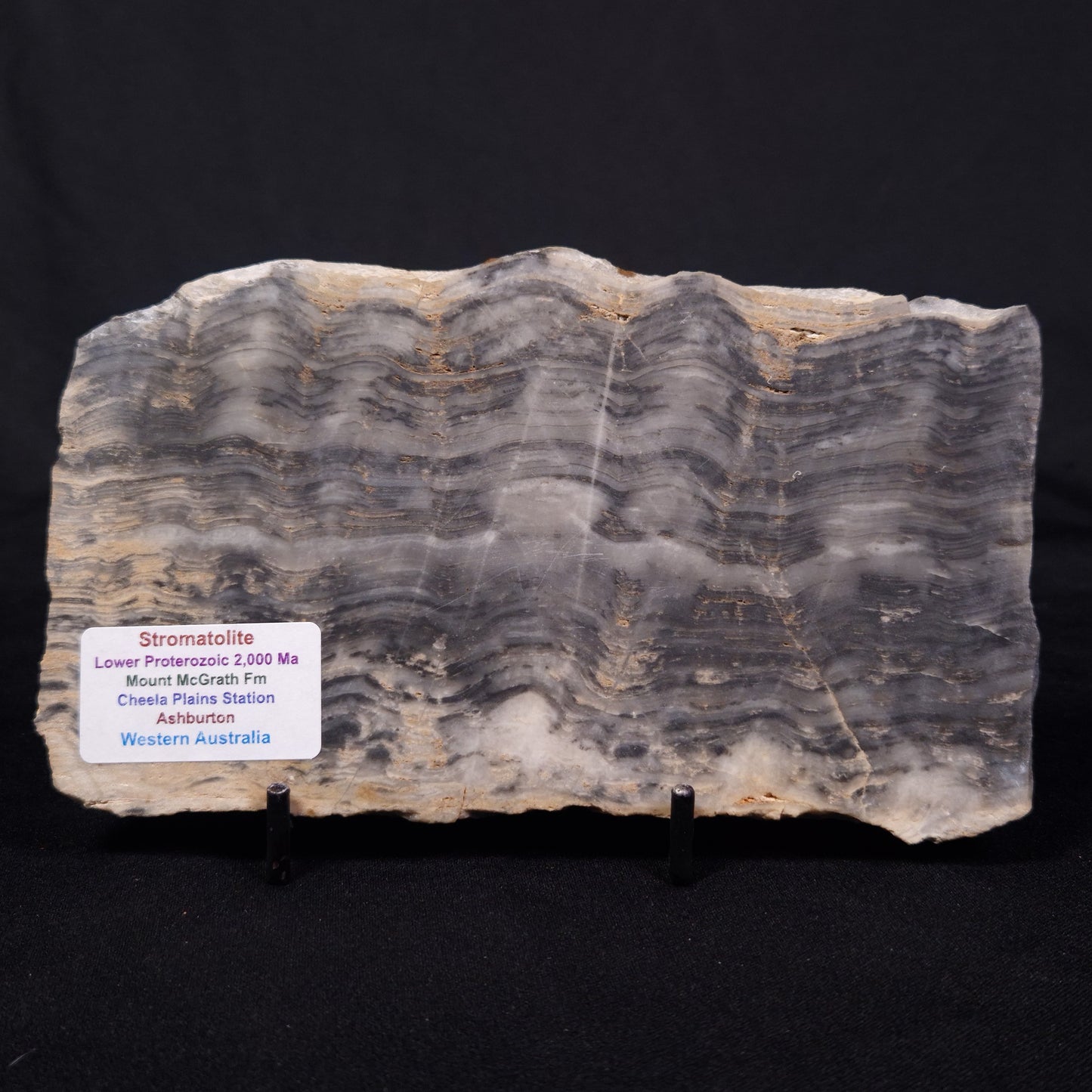 MOUNT MCGRATH STROMATOLITE, Lower Proterozoic, Australia ZMG040