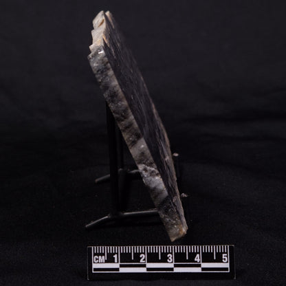 MOUNT MCGRATH STROMATOLITE, Lower Proterozoic, Australia ZMG040