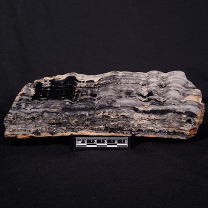 MOUNT MCGRATH STROMATOLITE, Lower Proterozoic, Australia ZMG041