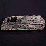 MOUNT MCGRATH STROMATOLITE, Lower Proterozoic, Australia ZMG041