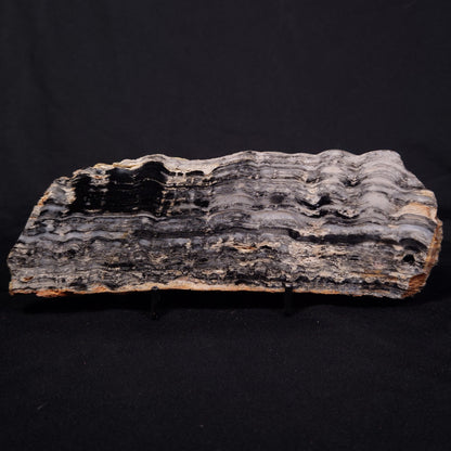 MOUNT MCGRATH STROMATOLITE, Lower Proterozoic, Australia ZMG041