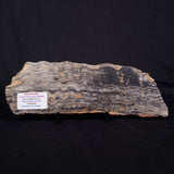 MOUNT MCGRATH STROMATOLITE, Lower Proterozoic, Australia ZMG041