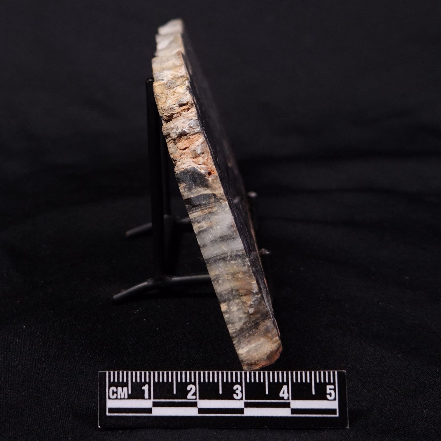 MOUNT MCGRATH STROMATOLITE, Lower Proterozoic, Australia ZMG041