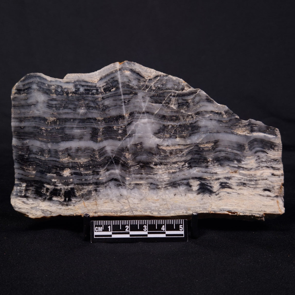 MOUNT MCGRATH STROMATOLITE, Lower Proterozoic, Australia ZMG042