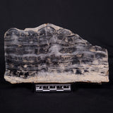 MOUNT MCGRATH STROMATOLITE, Lower Proterozoic, Australia ZMG042