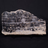 MOUNT MCGRATH STROMATOLITE, Lower Proterozoic, Australia ZMG042