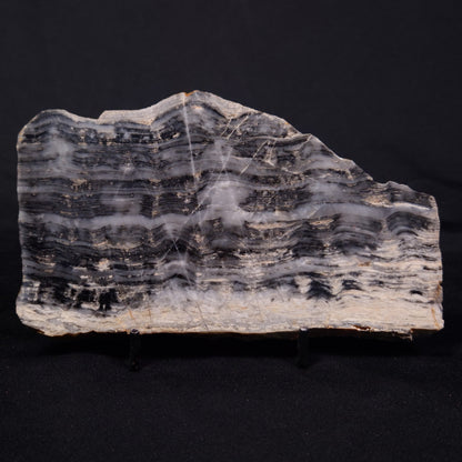 MOUNT MCGRATH STROMATOLITE, Lower Proterozoic, Australia ZMG042