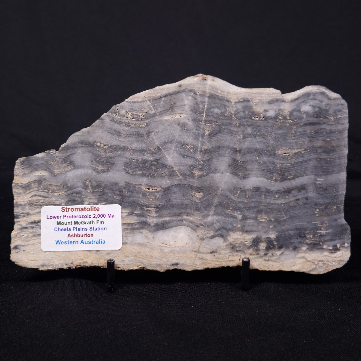 MOUNT MCGRATH STROMATOLITE, Lower Proterozoic, Australia ZMG042