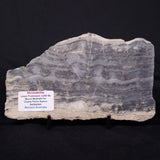 MOUNT MCGRATH STROMATOLITE, Lower Proterozoic, Australia ZMG042