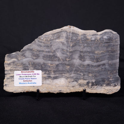 MOUNT MCGRATH STROMATOLITE, Lower Proterozoic, Australia ZMG042