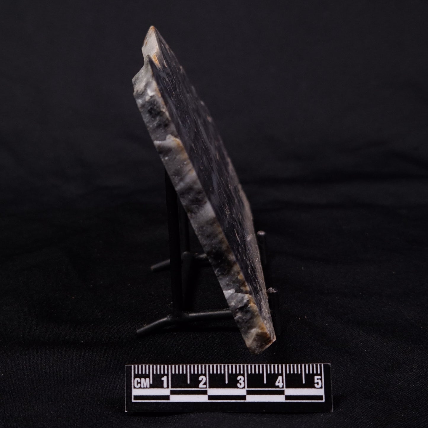 MOUNT MCGRATH STROMATOLITE, Lower Proterozoic, Australia ZMG042