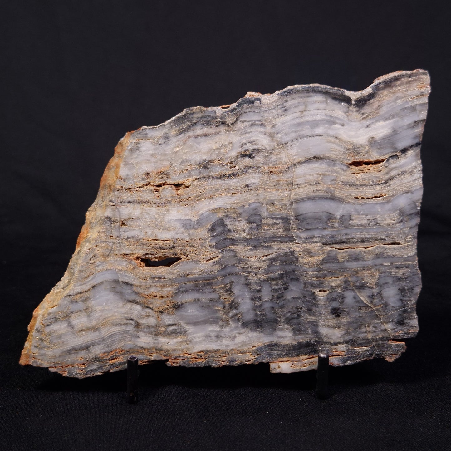 MOUNT MCGRATH STROMATOLITE, Lower Proterozoic, Australia ZMG043
