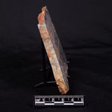 MOUNT MCGRATH STROMATOLITE, Lower Proterozoic, Australia ZMG043