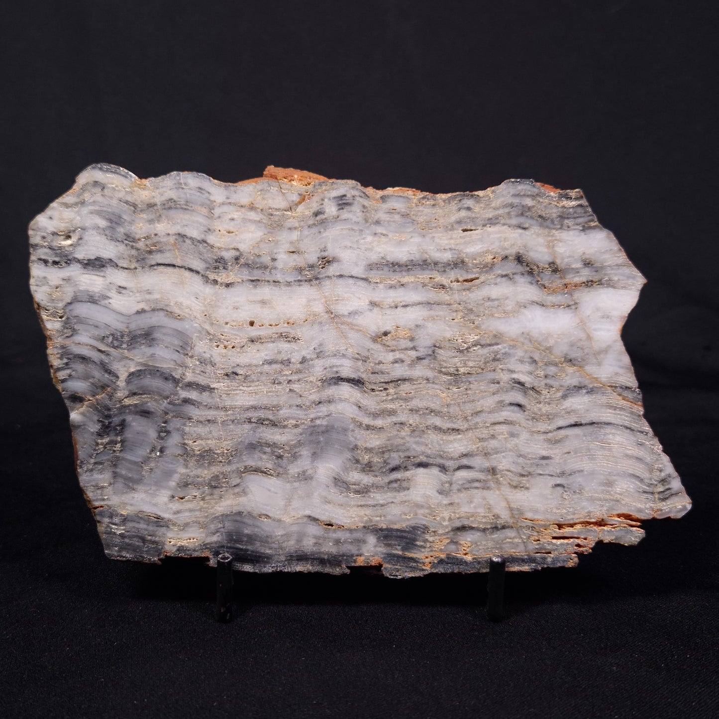 MOUNT MCGRATH STROMATOLITE, Lower Proterozoic, Australia ZMG044