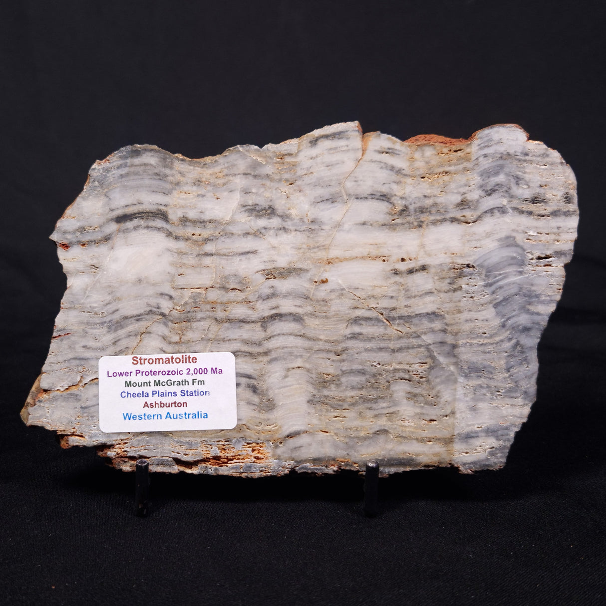 MOUNT MCGRATH STROMATOLITE, Lower Proterozoic, Australia ZMG044