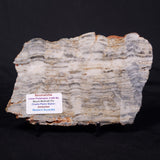 MOUNT MCGRATH STROMATOLITE, Lower Proterozoic, Australia ZMG044