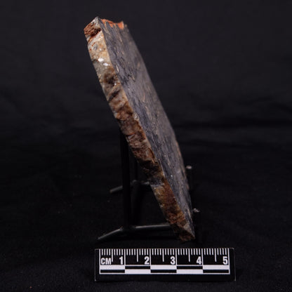 MOUNT MCGRATH STROMATOLITE, Lower Proterozoic, Australia ZMG044