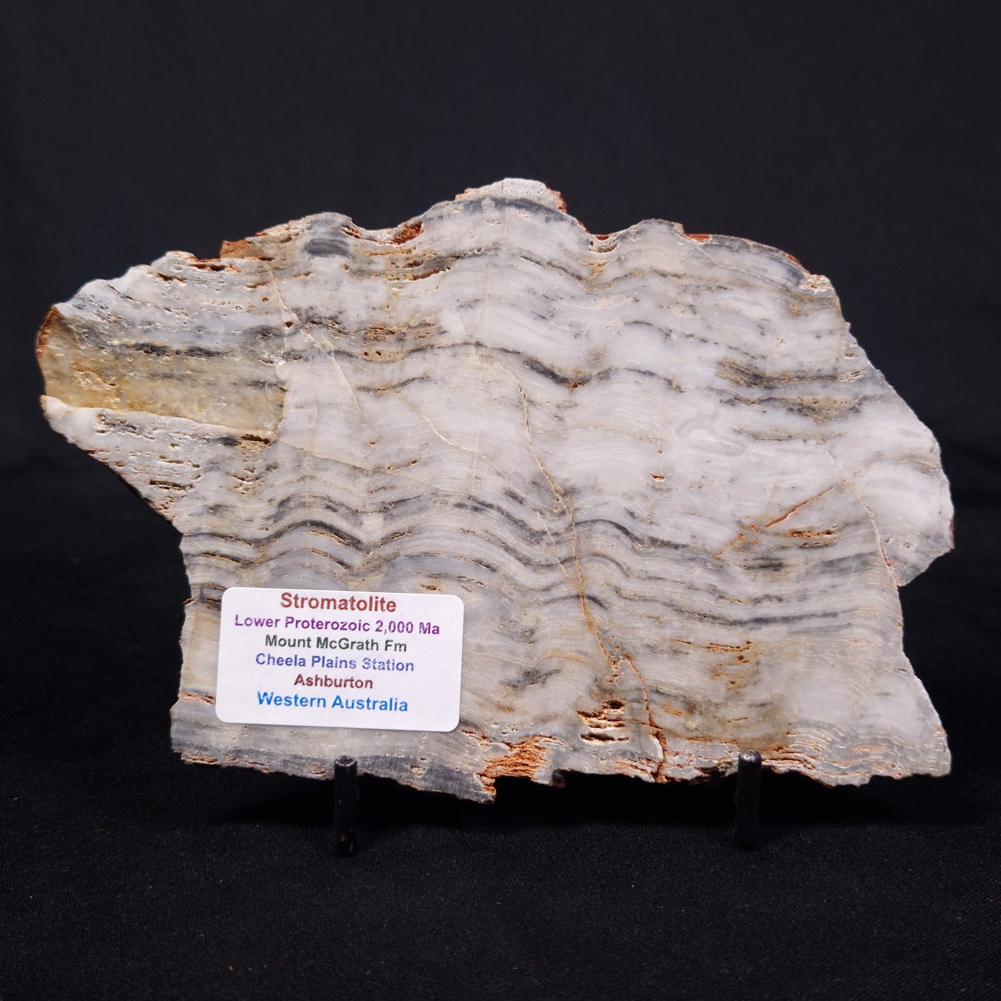 MOUNT MCGRATH STROMATOLITE, Lower Proterozoic, Australia ZMG045