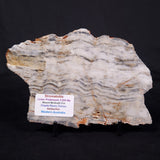 MOUNT MCGRATH STROMATOLITE, Lower Proterozoic, Australia ZMG045