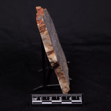 MOUNT MCGRATH STROMATOLITE, Lower Proterozoic, Australia ZMG045