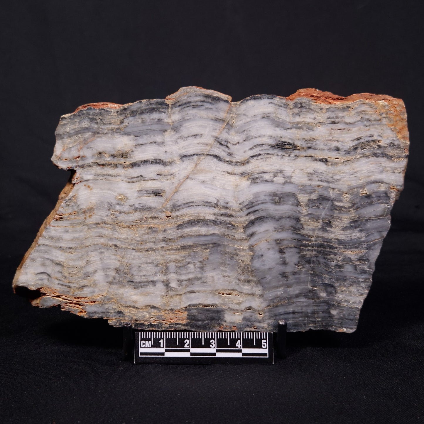 MOUNT MCGRATH STROMATOLITE, Lower Proterozoic, Australia ZMG046