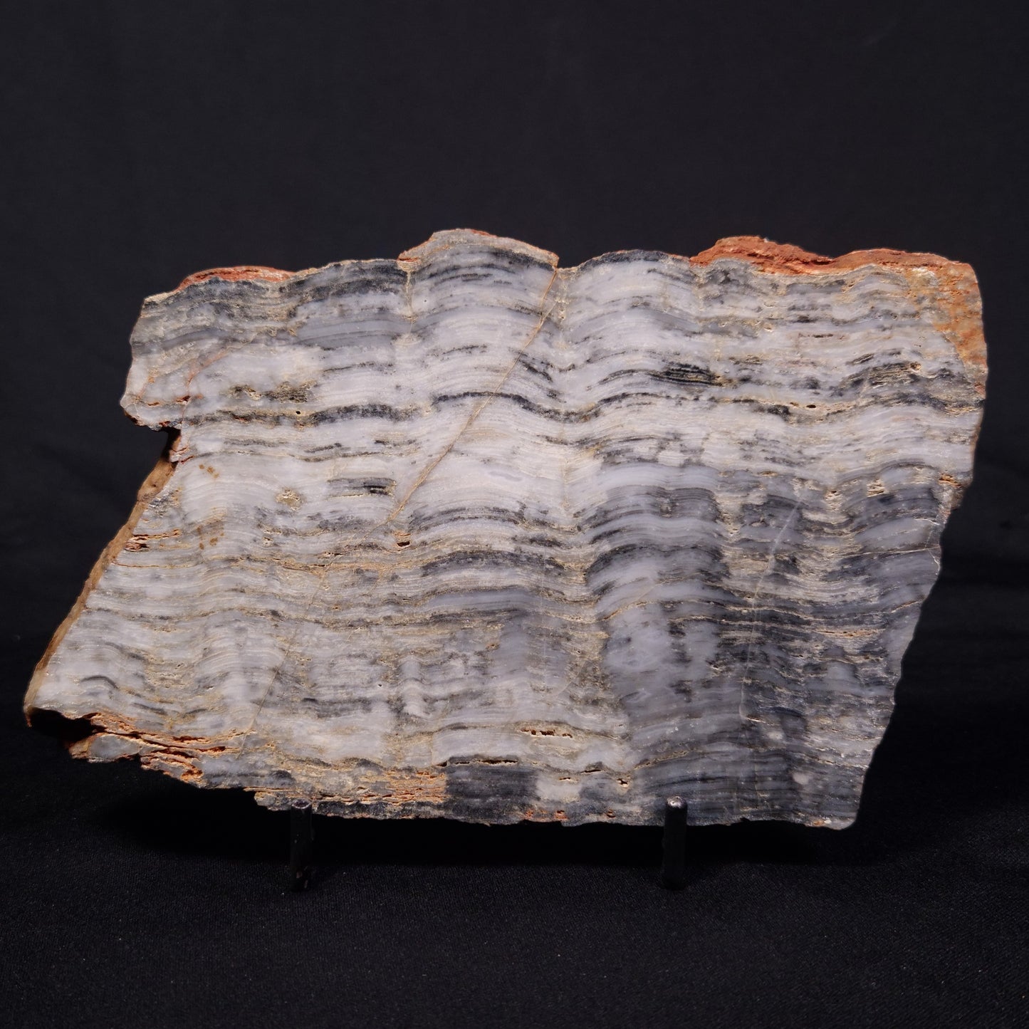 MOUNT MCGRATH STROMATOLITE, Lower Proterozoic, Australia ZMG046