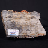 MOUNT MCGRATH STROMATOLITE, Lower Proterozoic, Australia ZMG046