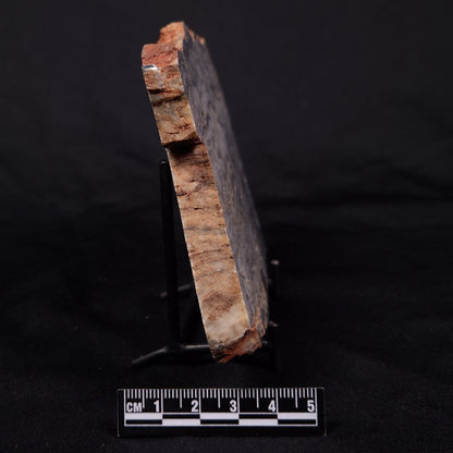 MOUNT MCGRATH STROMATOLITE, Lower Proterozoic, Australia ZMG046