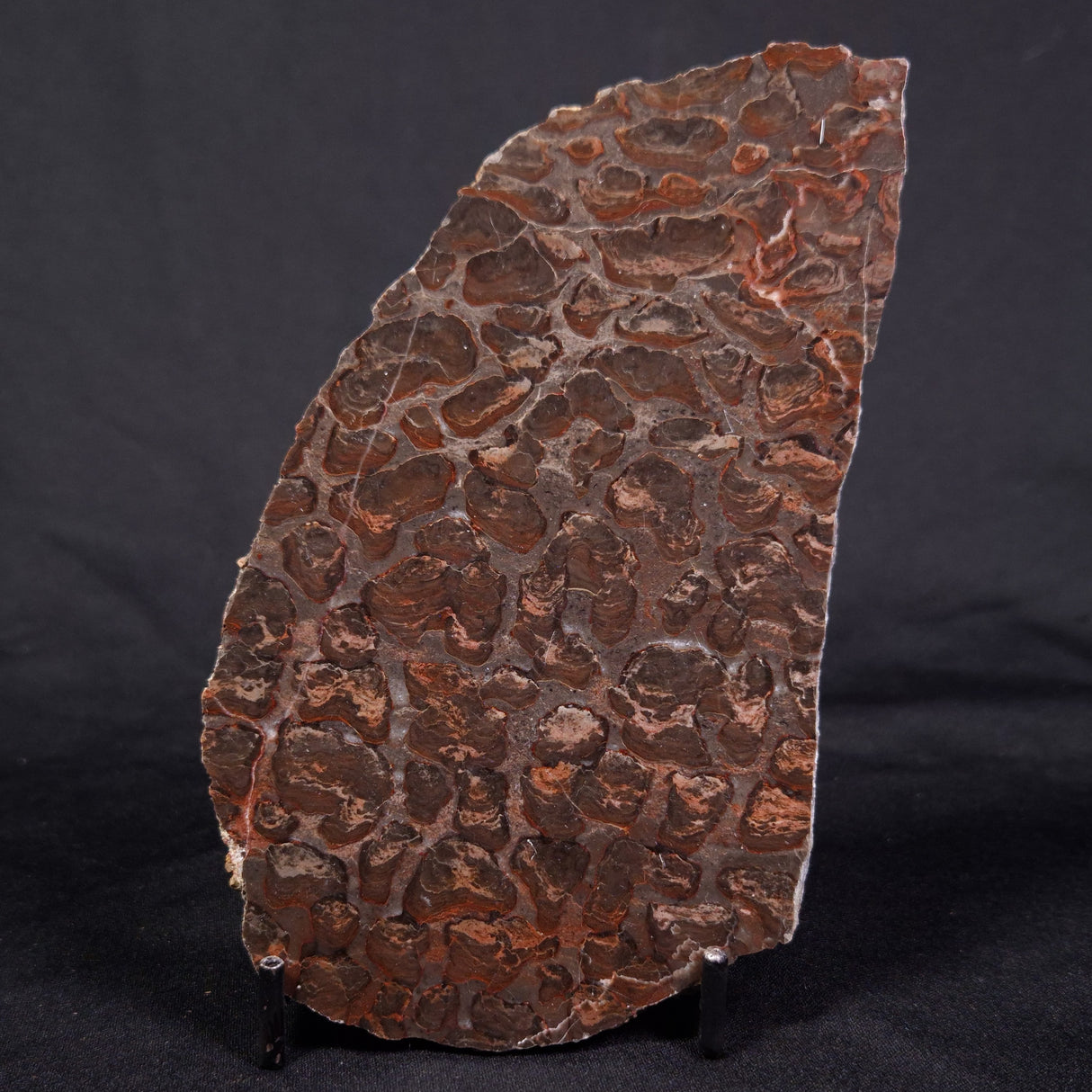 LINELLA AVIS STROMATOLITE, Proterozoic, Australia ZLA032