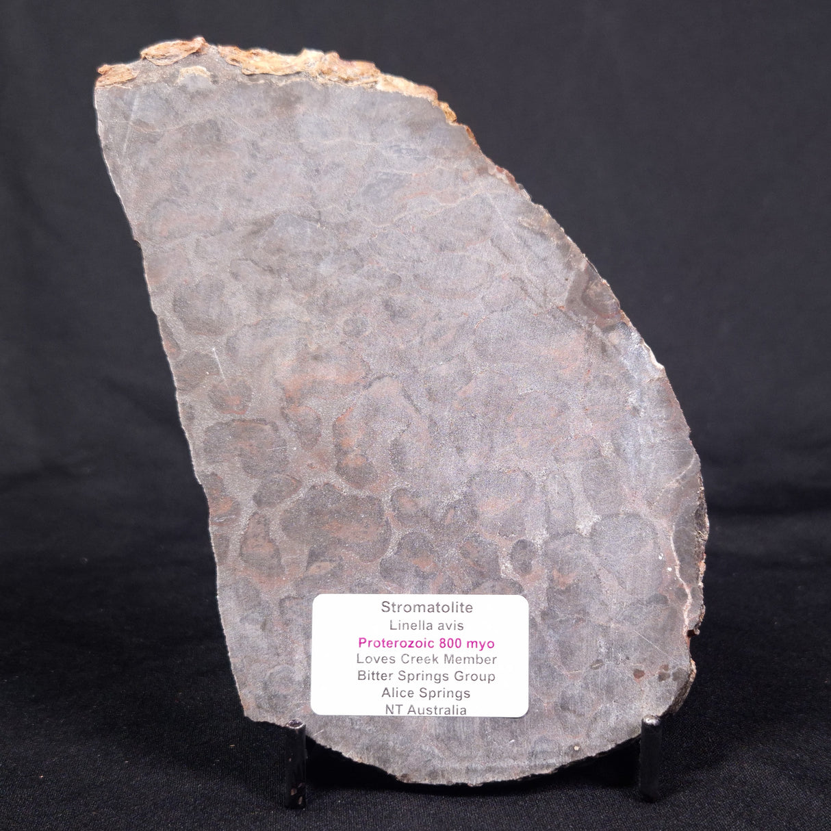 LINELLA AVIS STROMATOLITE, Proterozoic, Australia ZLA032