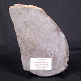 LINELLA AVIS STROMATOLITE, Proterozoic, Australia ZLA032