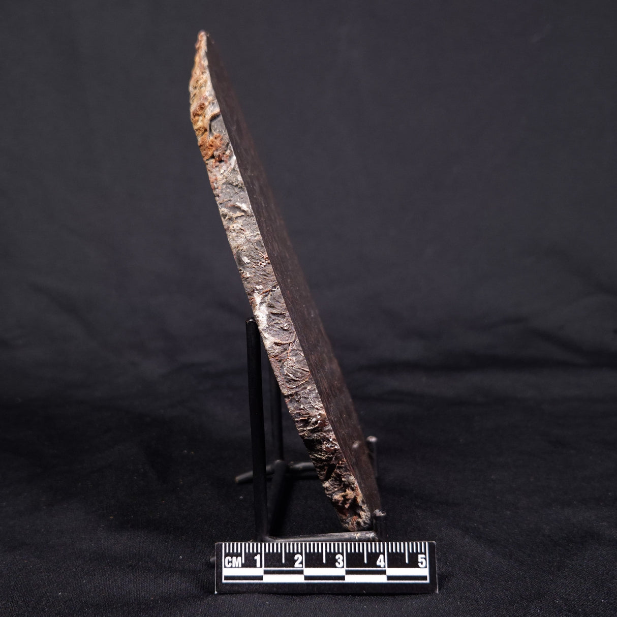 LINELLA AVIS STROMATOLITE, Proterozoic, Australia ZLA032