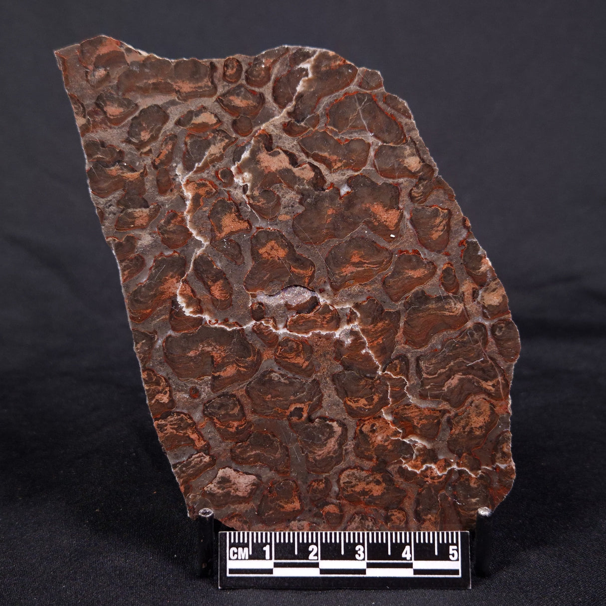 LINELLA AVIS STROMATOLITE, Proterozoic, Australia ZLA033