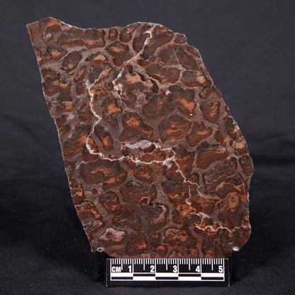 LINELLA AVIS STROMATOLITE, Proterozoic, Australia ZLA033